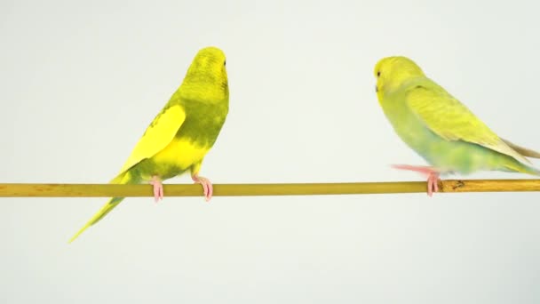 Deux perroquets ondulés sur un bâton sur fond blanc 