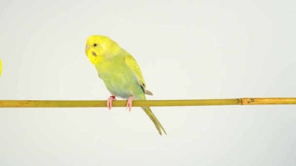 Deux perroquets ondulés sur un bâton sur fond blanc 