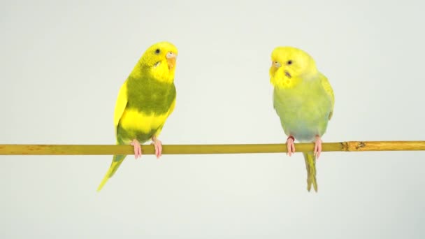 Zwei Wellige Papageien Auf Einem Stock Auf Weißem Hintergrund — Stockvideo