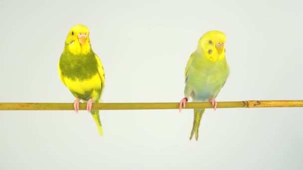 Deux perroquets ondulés sur un bâton sur fond blanc 