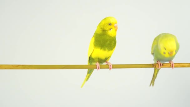 Twee Golvende Papegaaien Een Stok Een Witte Achtergrond — Stockvideo
