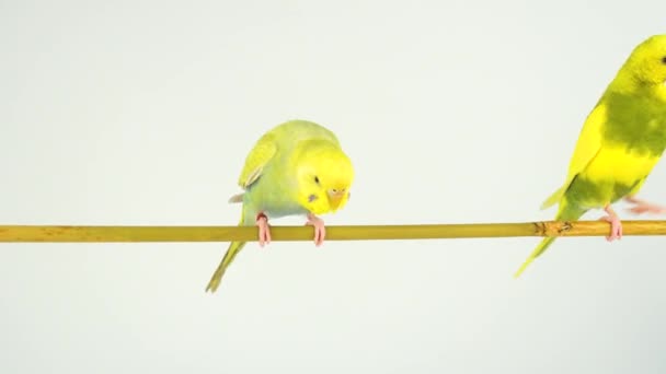Zwei Wellige Papageien Auf Einem Stock Auf Weißem Hintergrund — Stockvideo
