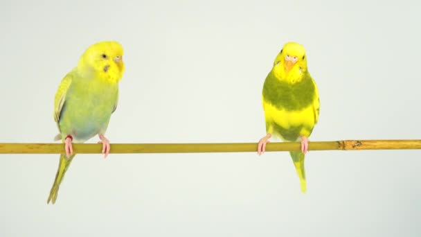 Dvě Vlnité Papoušky Kůli Bílém Pozadí — Stock video