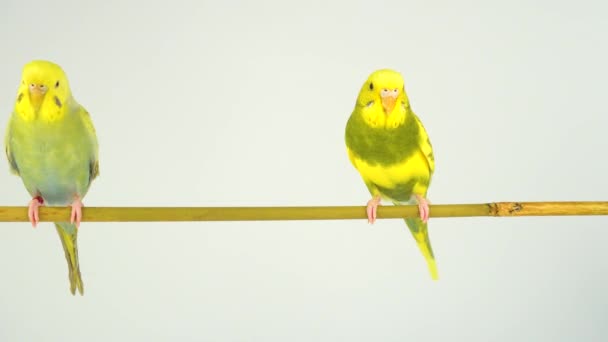 Två Vågiga Papegojor Pinne Vit Bakgrund — Stockvideo