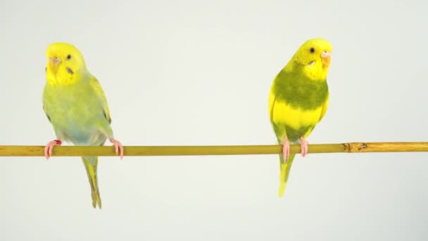 Two Wavy Parrots Stick White Background — Stock Video