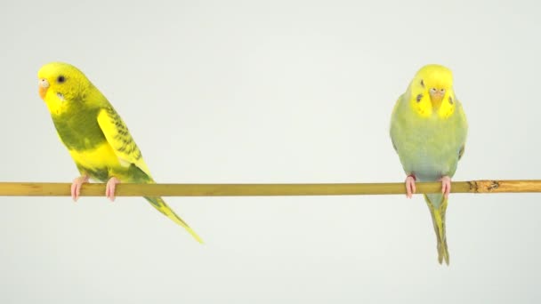 Dois Papagaios Ondulados Pau Fundo Branco — Vídeo de Stock