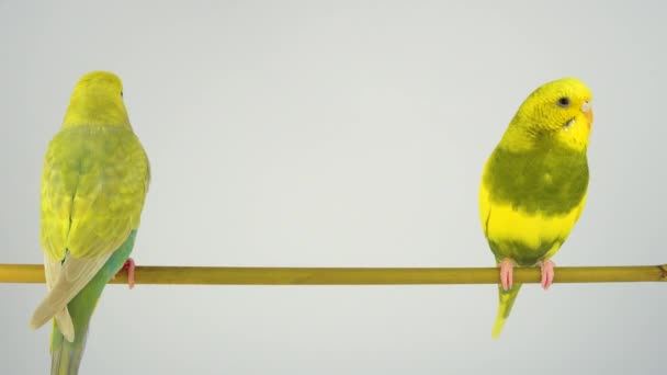 Two Wavy Parrots Stick White Background — Stock Video