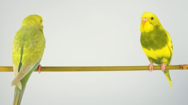 Two Wavy Parrots Stick White Background — Stock Video