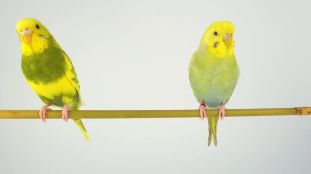 Two Wavy Parrots Stick White Background — Stock Video