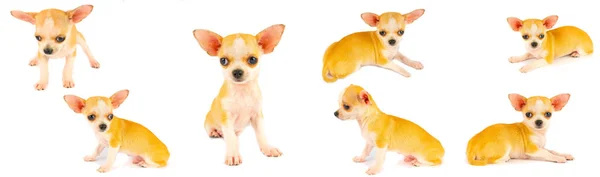 Chihuahua Chiot Chiot Petite Collection Ensemble Isolé Sur Fond Blanc — Photo