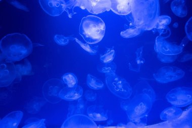 denizanası, balık, deniz yosunu Akvaryumu