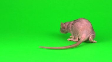 Yeşil ekranda Rat Dumbo Sphinx