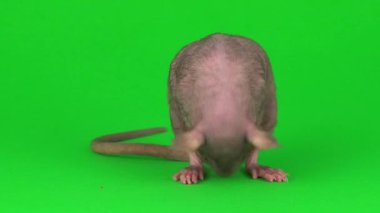 Yeşil ekranda Rat Dumbo Sphinx