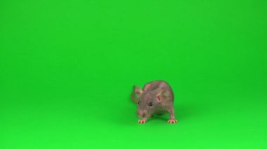 Yeşil ekranda Rat Dumbo Sphinx