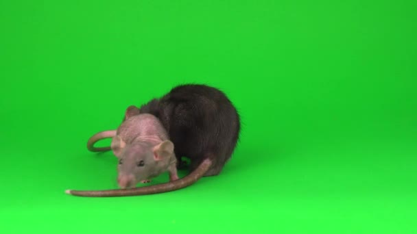 Två Råtta Dumbo Sphinx Grön Skärm Bakgrund — Stockvideo