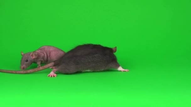 Esfinge Dumbo Dos Ratas Sobre Fondo Pantalla Verde — Vídeo de stock