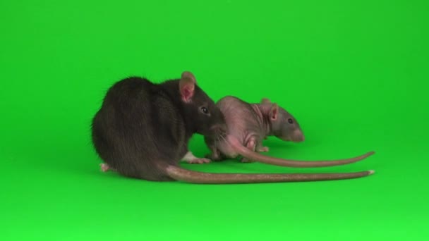 Dwa Szczur Dumbo Sphinx Zielonym Tle Ekranu — Wideo stockowe