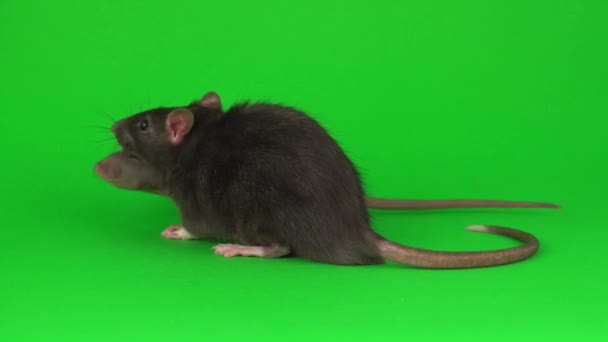 Two Rat Dumbo Sphinx Green Screen Background — Stock Video