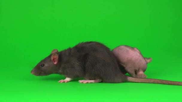 Due Ratti Dumbo Sfinge Sullo Sfondo Dello Schermo Verde — Video Stock