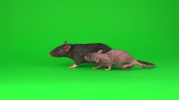 Twee Rat Dumbo Sphinx Groen Schermachtergrond — Stockvideo
