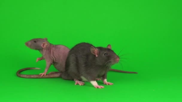 Две Крысы Дамбо Сфинкс Зеленом Фоне Экрана — стоковое видео