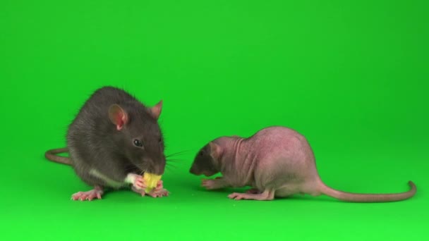 Deux Rats Dumbo Sphinx Mangent Fromage Sur Fond Vert — Video