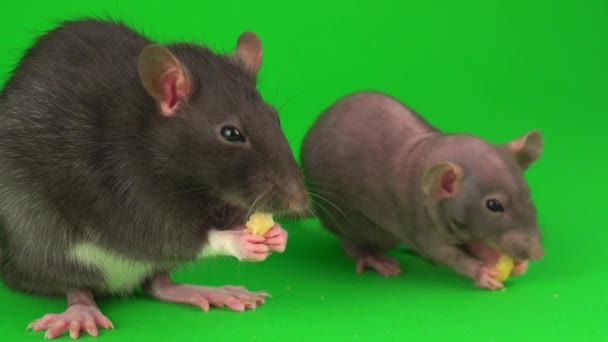 Twee Rat Dumbo Sphinx Eet Kaas Een Groene Schermachtergrond — Stockvideo