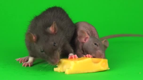 Крысиный Сфинкс Ест Сыр Зеленом Фоне — стоковое видео