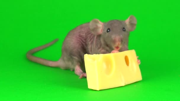 Rat Dumbo Sphinx Eating Cheese Green Screen Background — Stock Video