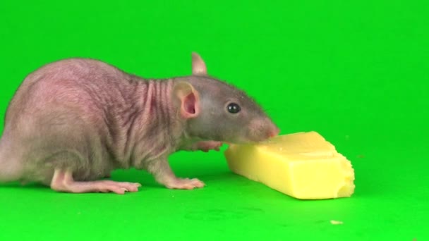 Szczur Dumbo Sfinks Jedzenia Sera Zielonym Tle Ekranu — Wideo stockowe