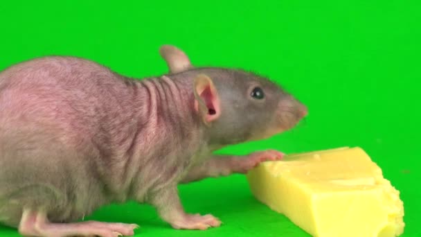 Rata Dumbo Esfinge Comer Queso Sobre Fondo Pantalla Verde — Vídeo de stock
