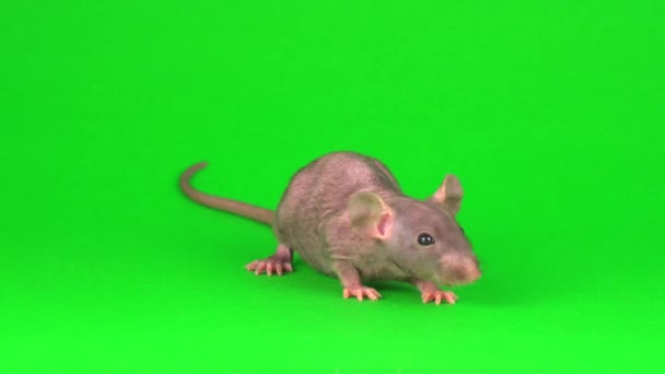 Rat Dumbo Sphinx Grön Skärm Bakgrund — Stockvideo