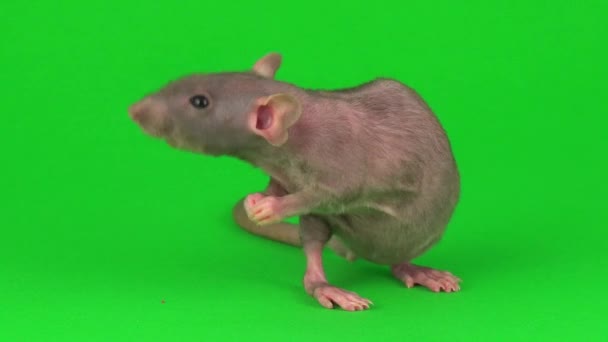 Ratto Dumbo Sfinge Sullo Sfondo Dello Schermo Verde — Video Stock