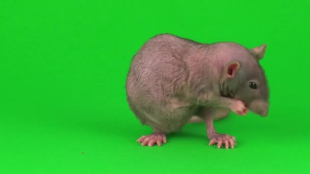 Rat Dumbo Sfinx Groen Scherm Achtergrond — Stockvideo