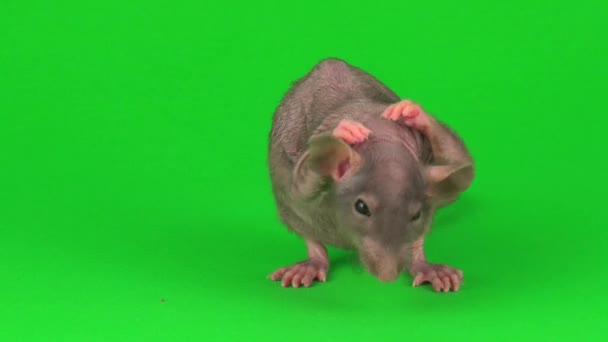 Rat Dumbo Sphinx Sur Fond Vert — Video