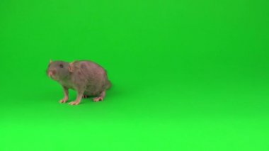 Yeşil ekranda Rat Dumbo Sphinx