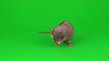 Yeşil ekranda Rat Dumbo Sphinx