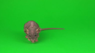 Yeşil ekranda Rat Dumbo Sphinx