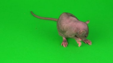 Yeşil ekranda Rat Dumbo Sphinx