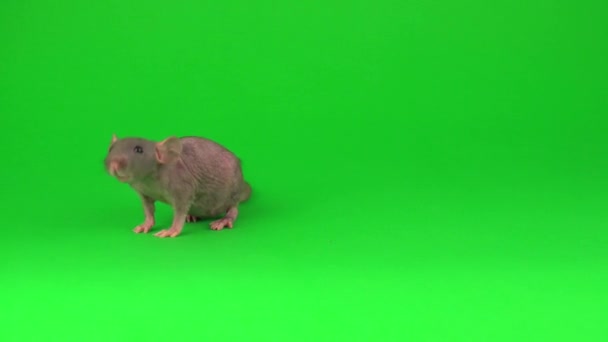 Ratte Dumbo Sphinx Auf Grünem Hintergrund — Stockvideo