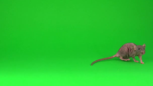 Rat Dumbo Sphinx Зеленому Екрані — стокове відео