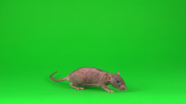 Rat Dumbo Sphinx Sur Fond Vert — Video