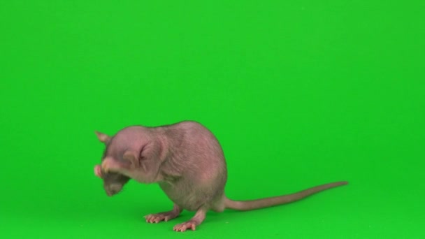 Rat Dumbo Sphinx Grön Skärm Bakgrund — Stockvideo