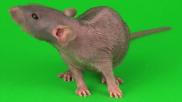 Rat Dumbo Sphinx Зеленому Екрані — стокове відео