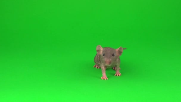 Rat Dumbo Sfinx Groen Scherm Achtergrond — Stockvideo