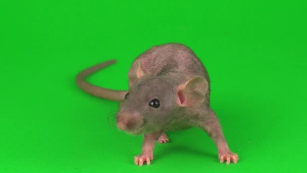 Rat Dumbo Sphinx Green Screen Background — Stock Video