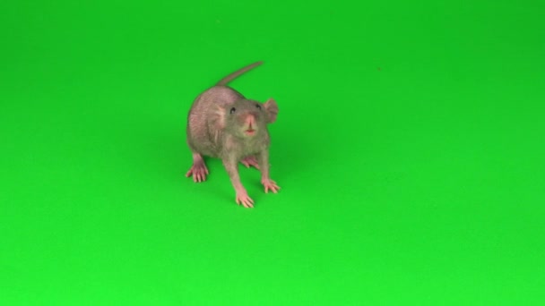 Szczur Dumbo Sphinx Zielonym Tle Ekranu — Wideo stockowe
