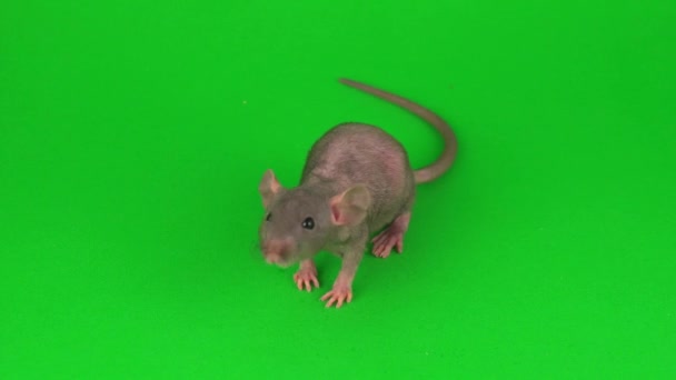 Ratto Dumbo Sfinge Sullo Sfondo Dello Schermo Verde — Video Stock