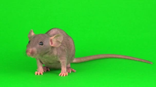 Rat Dumbo Sphinx Grön Skärm Bakgrund — Stockvideo
