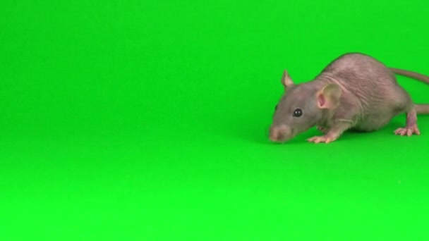 Rat Dumbo Sphinx Grön Skärm Bakgrund — Stockvideo